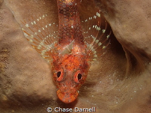 "Spread Your Wings"
A Large Triple Fin Blenny resting on... by Chase Darnell 